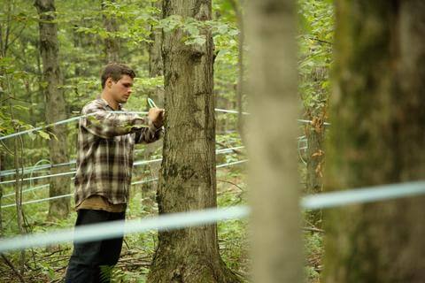 Man putting up maple syrup tap lines